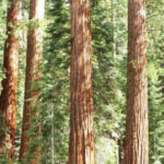 Costal Redwoods