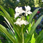 Ginger Lily Plant