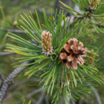 Pine fragrance