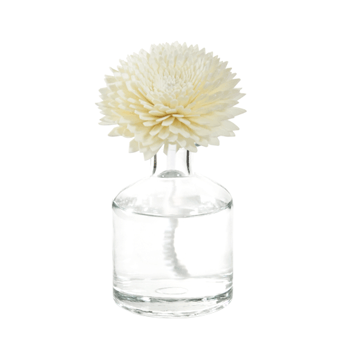 Chrysanthemum sola flower