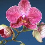 Mon Orchid Fragrance