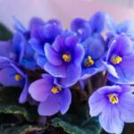 Violets Fragrance